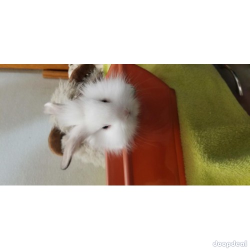 Mini lop/ lionhead baby rabbits! ...long island ny